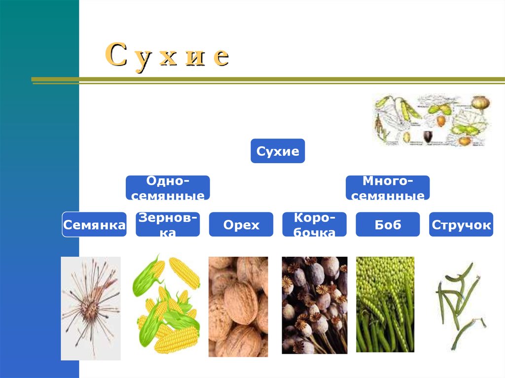 Горох односемянный. Коробочка стручок Зерновка семянка. Семянка Зерновка коробочка орех. Сухие односемянные семянка. Сухие плоды Зерновка семянка.