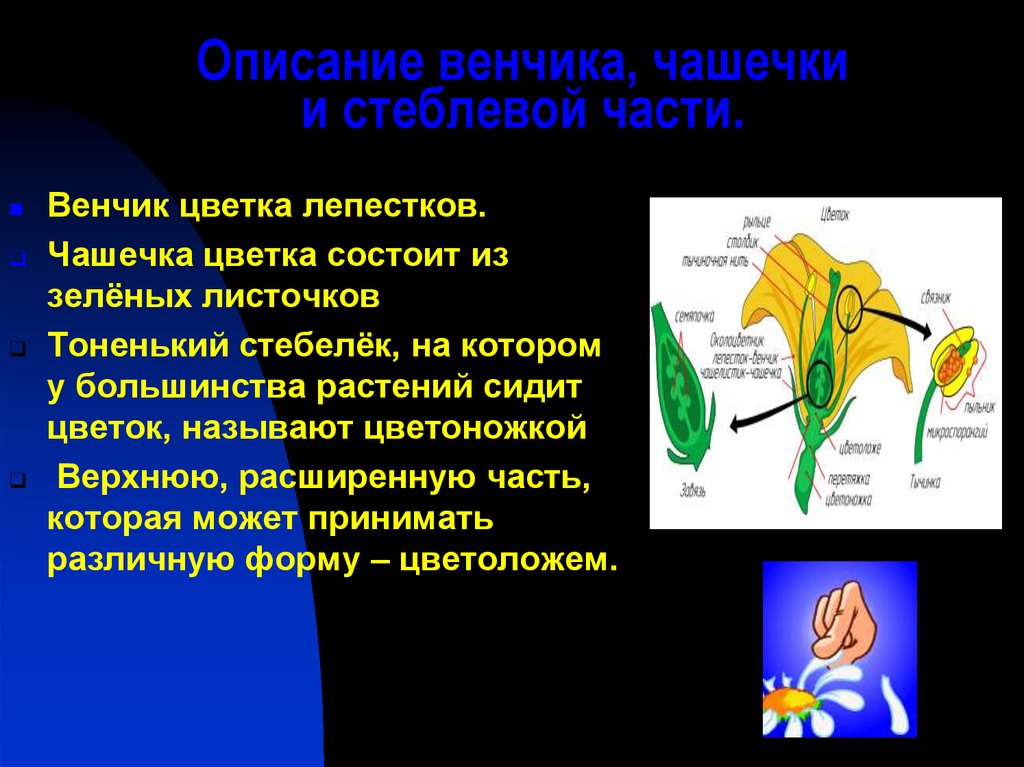 Часто венчик окружен. Венчик цветка. Венчик цветка состоит. Части цветка венчик. Цветок венчик состоит из лепестков.