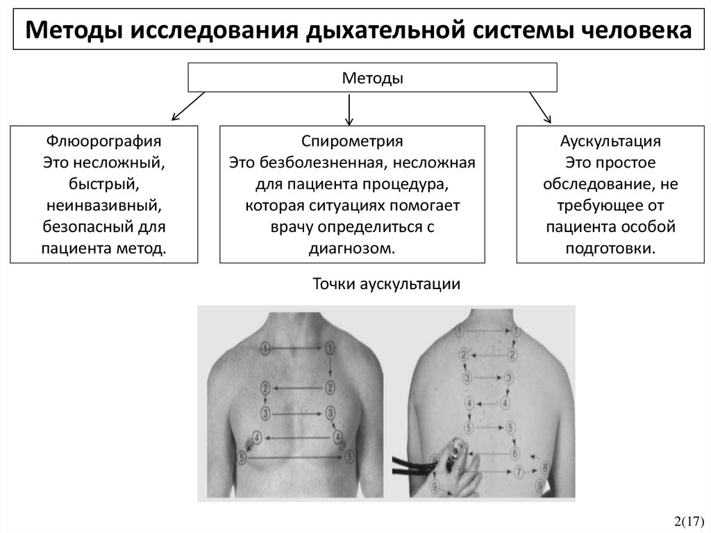 Пневмонии пропедевтика внутренних болезней презентация - 84 фото