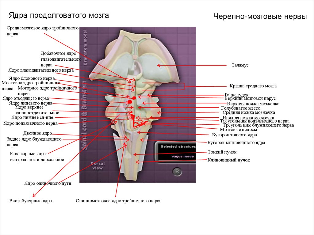 Нервные продолговатого мозга. Мозговой Парус продолговатого мозга. Ядра заднего столба продолговатого мозга. Блоковый нерв верхний мозговой Парус. Ядра четырех пар нижних черепных нервов продолговатого мозга.