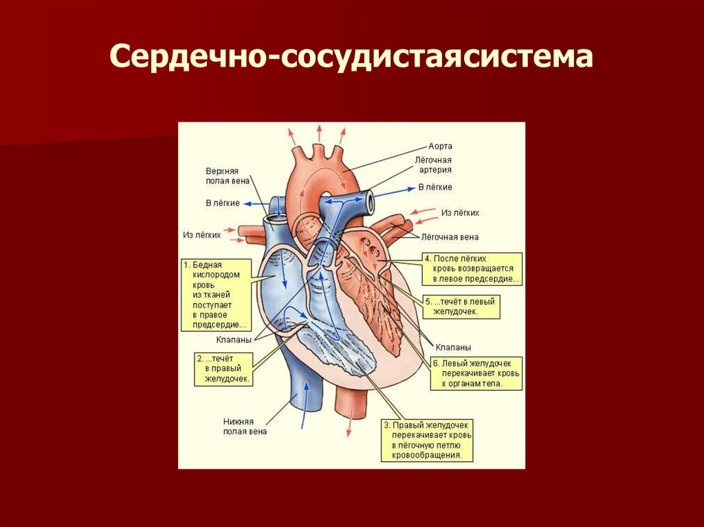 Легочная вена верхняя полая вена. Сердце сердечно сосудистая система анатомия. Сердечно сосудистая система строение сердца. Кровеносная система сердца анатомия. Строение строение сердца и сосудов.