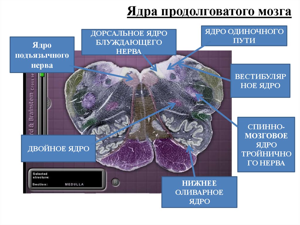 Ядра продолговатого мозга. Дорсальное ядро блуждающего нерва. Двойное ядро продолговатого мозга. Двойное ядро.