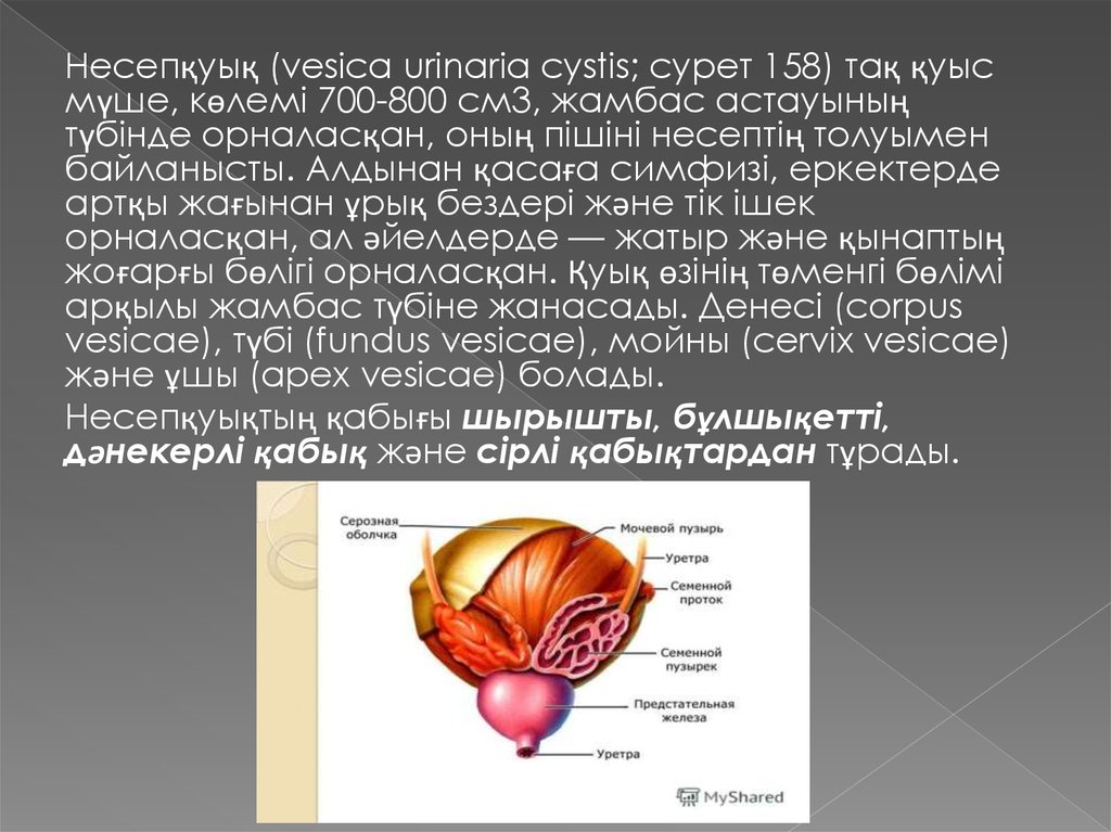 Әйел жыныс мүшелерінің қабыну аурулары презентация