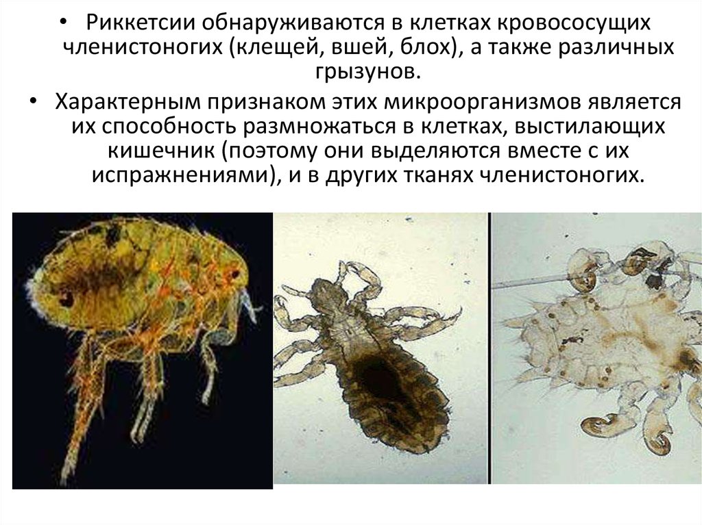 Признак характерный только для членистоногих. Возбудитель эндемического (блошиного) сыпного тифа. Риккетсии в организме вши. Членистоногие эндопаразиты.