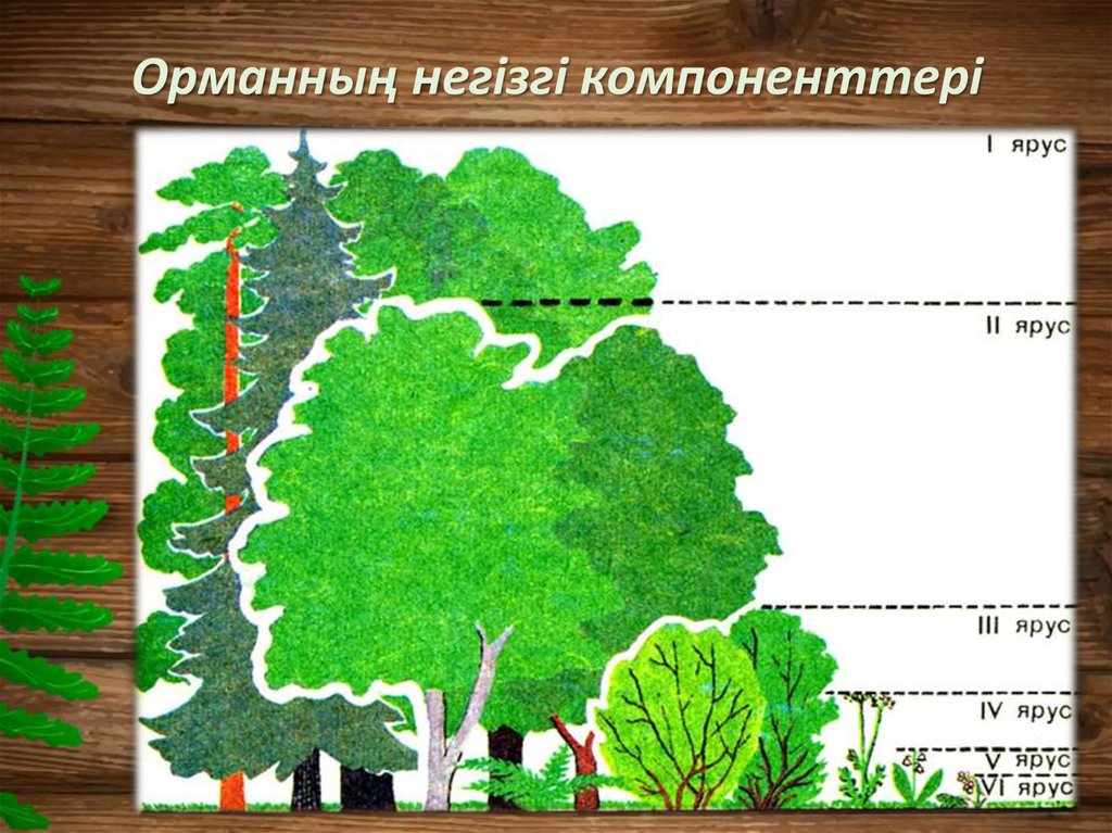 Обозначь на рисунке цифрами ярусы леса