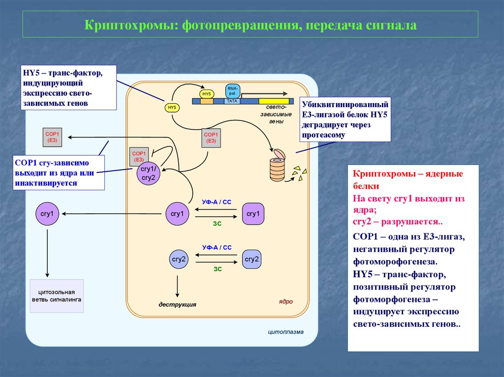 Общая схема трансдукции сигнала