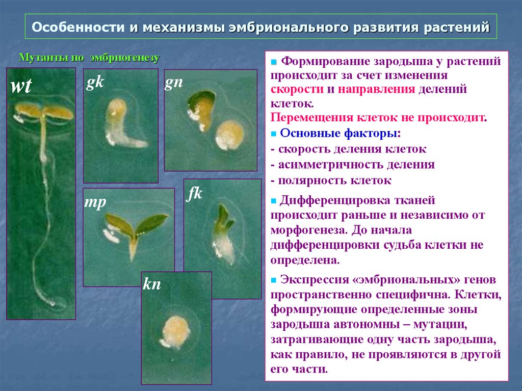 Ткани зародыша. Формирование зародыша у растений. Эмбриональный период растений. Зародышевый период развития растений. Эмбриональное развитие растений.