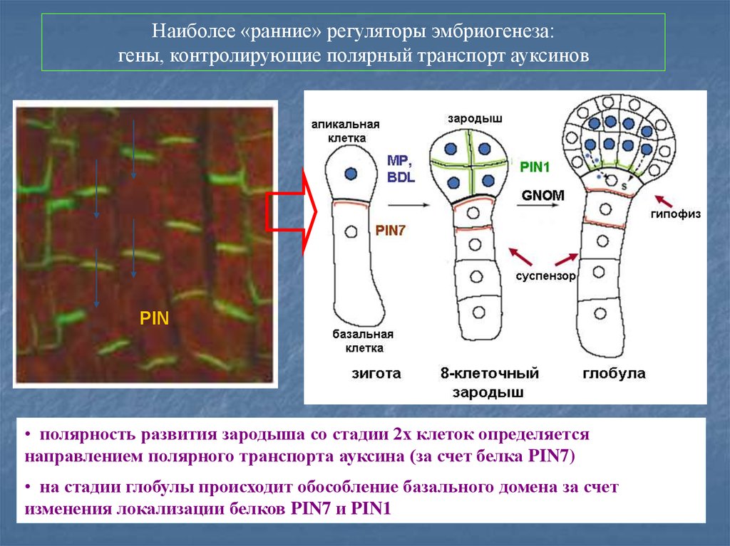 Наиболее ранняя. Транспорт ауксинов. Полярный транспорт ауксинов. Опыт базипетального полярного транспорта ауксина. Гены регуляторы развития.