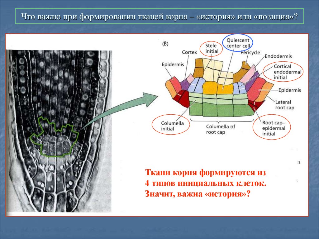 Формирование тканей. Формирование тканей корня. Инициальные клетки корня. Что формируют ткани. Инициальные клетки растений.