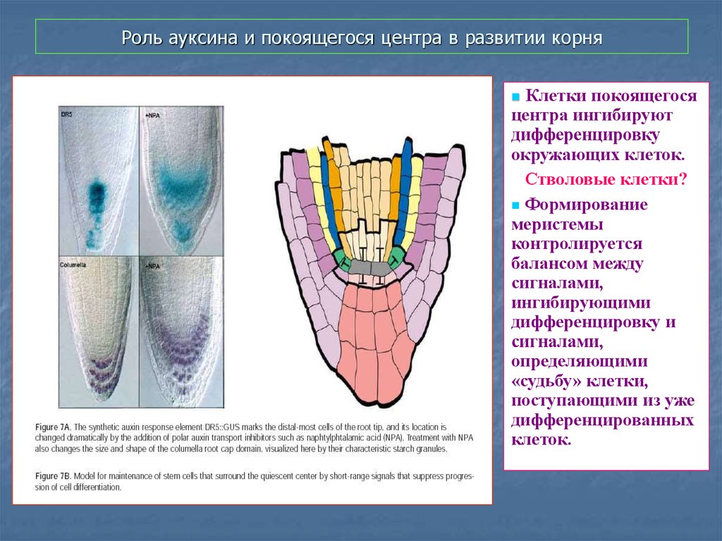 Формирование корешка