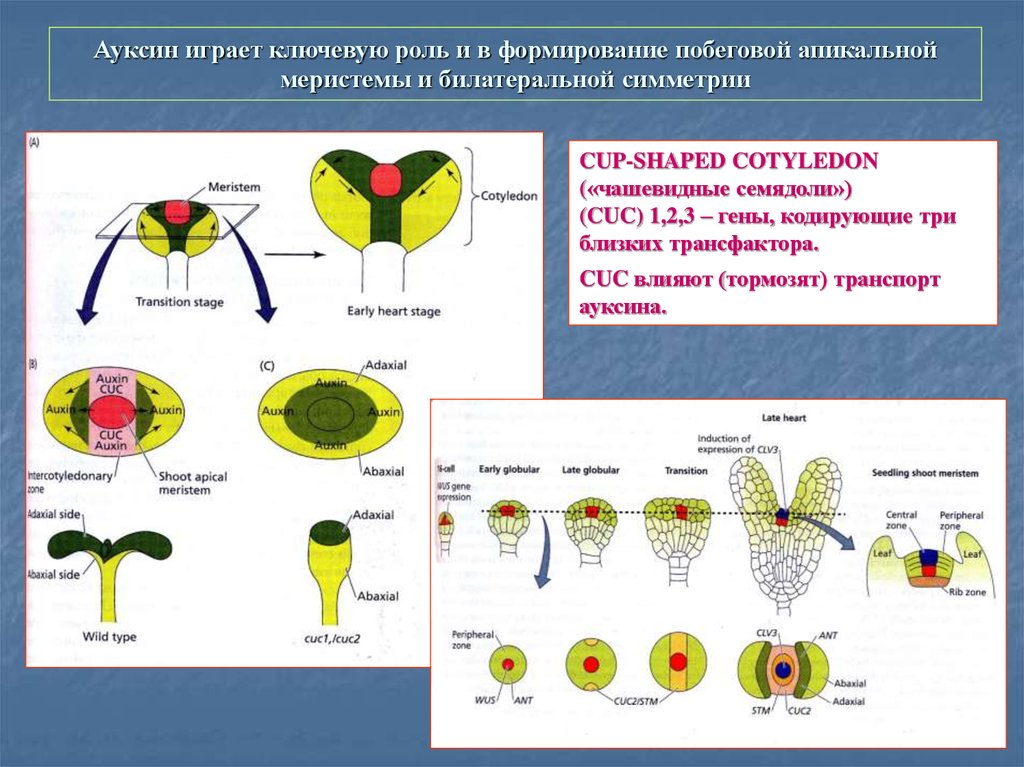 Ключевая роль. Ауксины функции. Ауксины представители. 1. Ауксин. Ауксин апикальные меристемы.