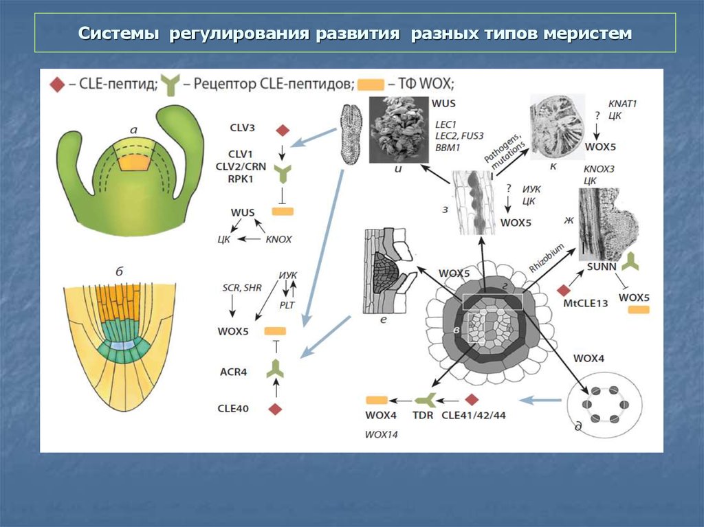 Регуляция развития