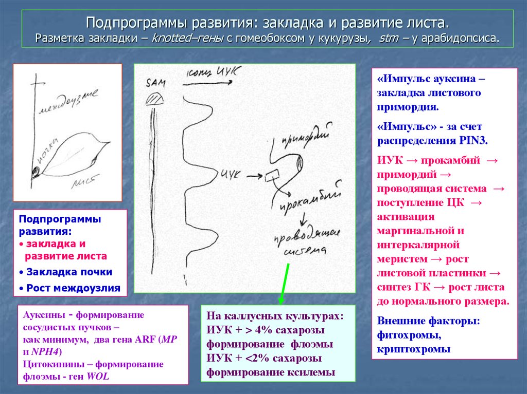 Развитие листа