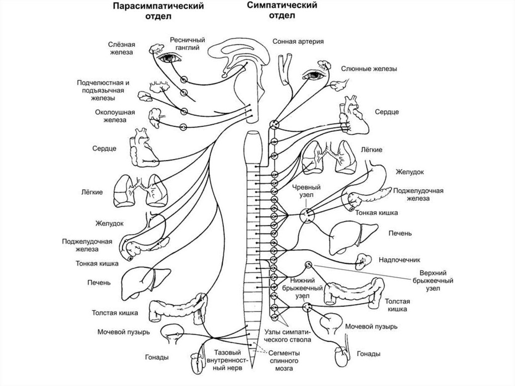 Нервы симпатического отдела. Парасимпатический отдел вегетативной нервной системы схема. Строение парасимпатического отдела нервной системы. Блок-схема парасимпатического отдела вегетативной системы. Блок схема парасимпатического отдела вегетативной нервной системы.