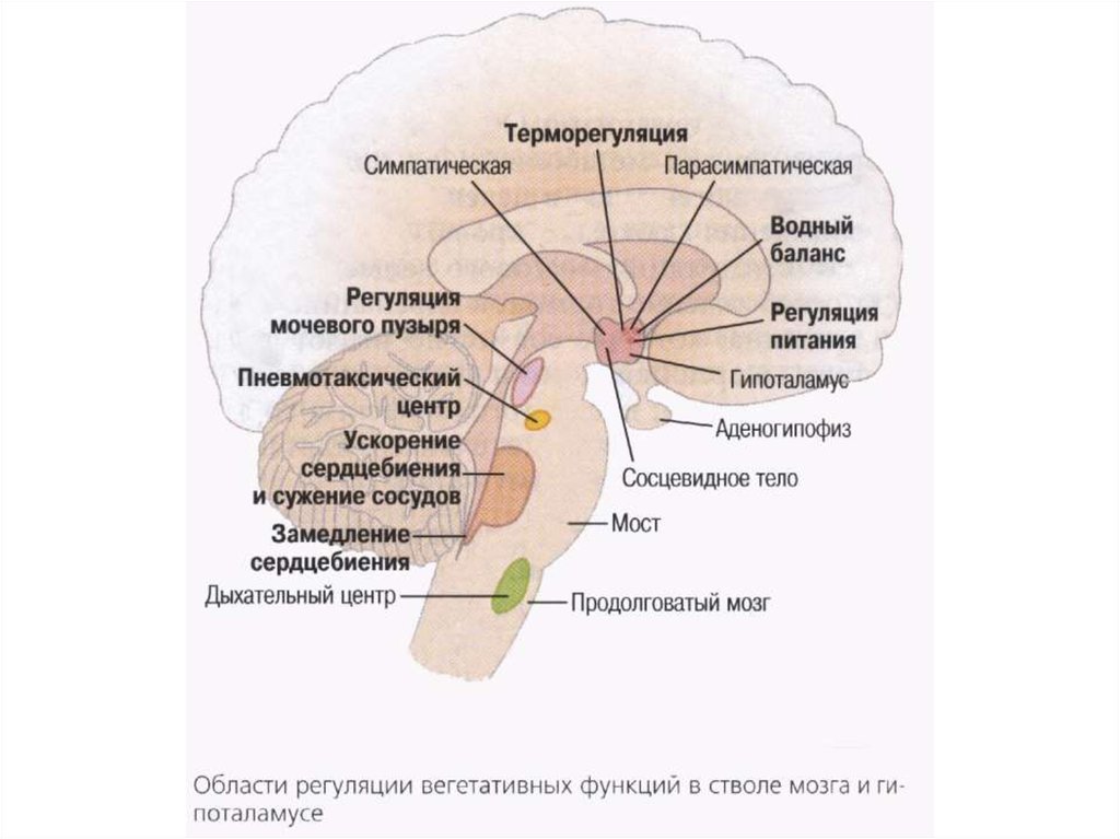 Подкорковые вегетативные центры. Гипоталамус-главный центр регуляции вегетативных функций. Вегетативные функции ствола головного мозга. Центры регуляции вегетативных функций. Гипоталамус и вегетативная нервная система.