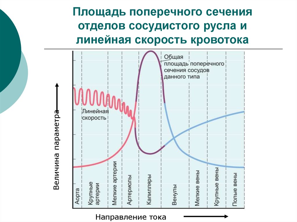 Среднее давление в каких сосудах. График изменения линейной скорости кровотока. График изменения объемной скорости кровотока. График изменения линейной скорости кровотока объемной скорости. Линейная скорость кровотока от общей площади сечения сосудов.