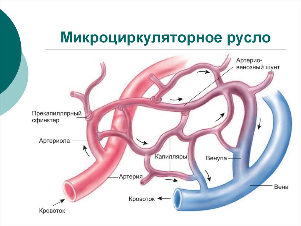 Микроциркуляторное русло схема