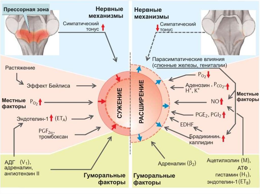 Схема раас физиология