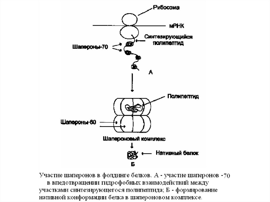 Роль белков шаперонов. Белки шапероны биохимия. Фолдинг белков шапероны. Участие шаперонов в фолдинге белков. Роль шаперонов в ренатурации белков.