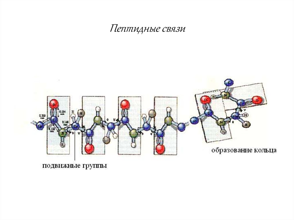 Расстояние между аминокислотами