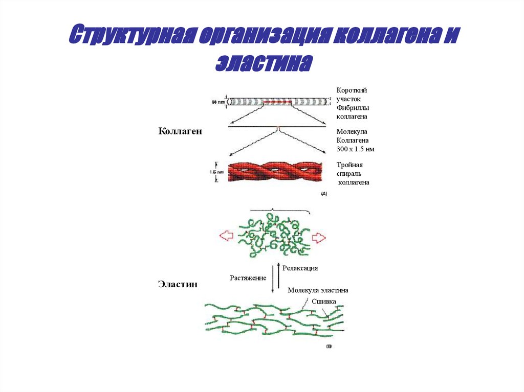 Синтез эластина схема биохимия