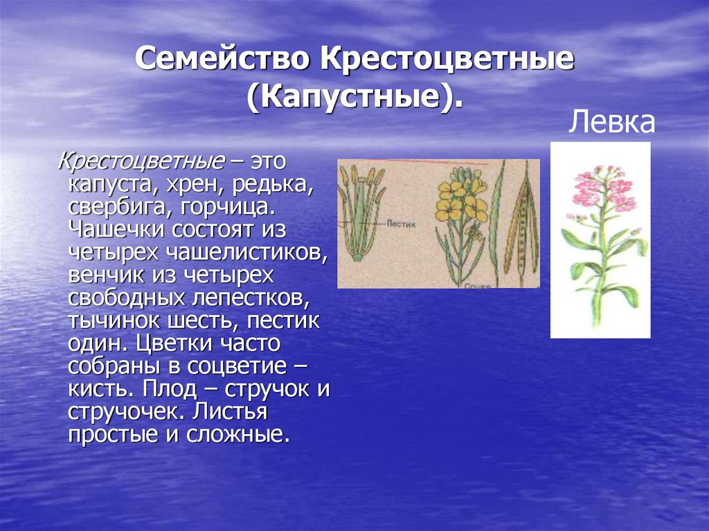 Семейство крестоцветные презентация 6 класс биология