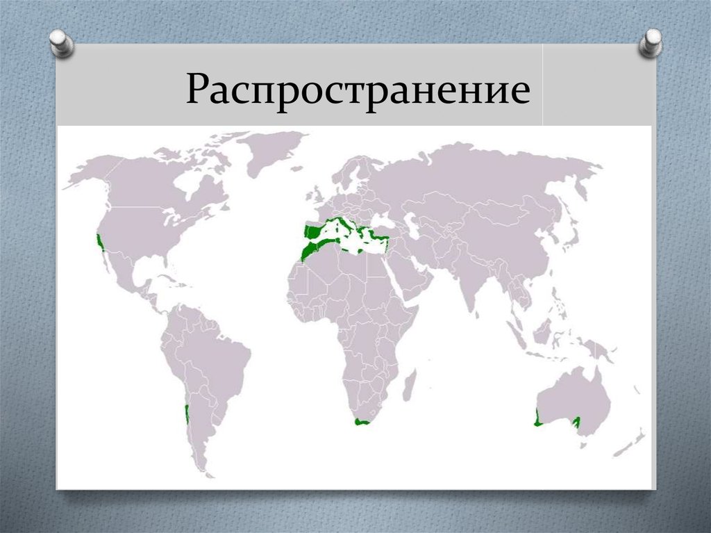 Географическое положение жестколиственных лесов. Жестколистные вечнозеленые леса географическое положение. Жестколистные вечнозеленые леса и кустарники на карте. Жестколистные леса почва. Жестколистные леса и кустарники деятельность человека.