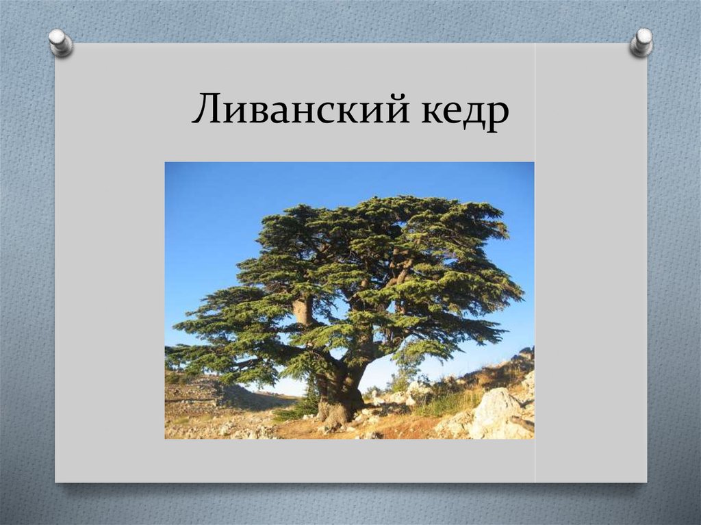 Значение слова ливанский. Ливанский кедр в Финикии. Самый большой ливанский кедр. Ливанский кедр история. Кедр ливанский с корнями.