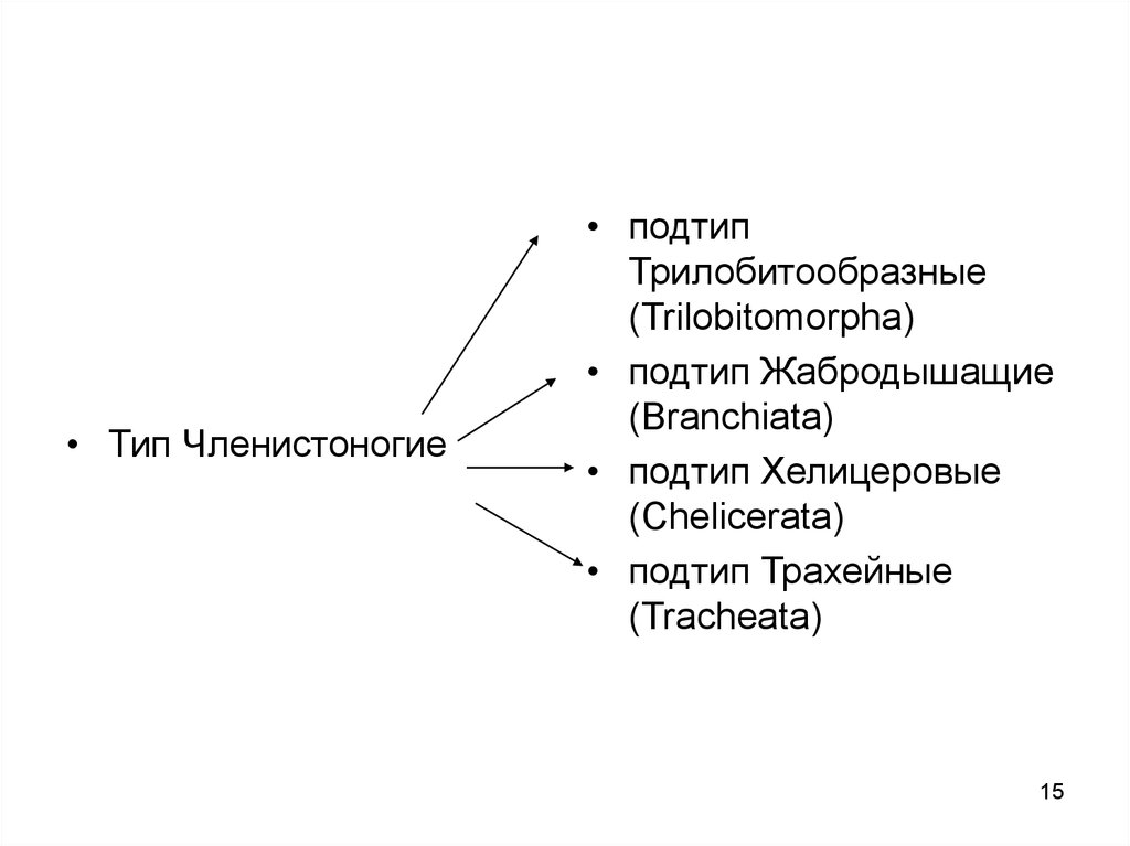 Тип членистоногие подтипы. Классификация членистоногих. Систематика типа Членистоногие латынь. Систематика членистоногих на латыни. Членистоногие классификация латынь.