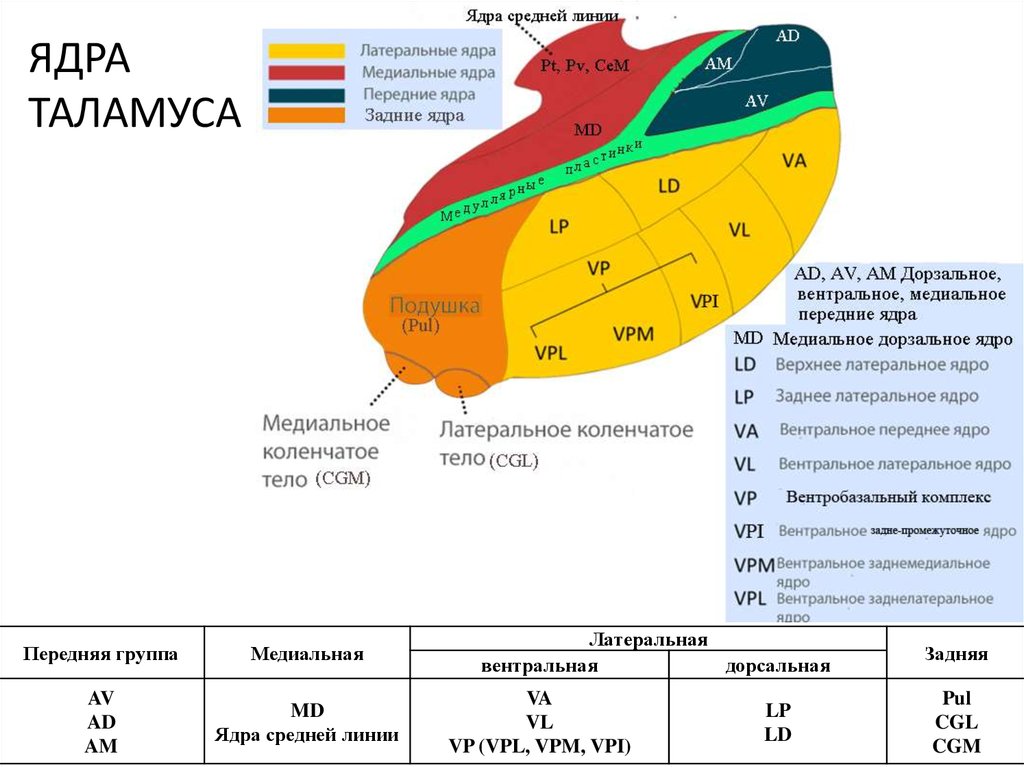 Схема ядер таламуса