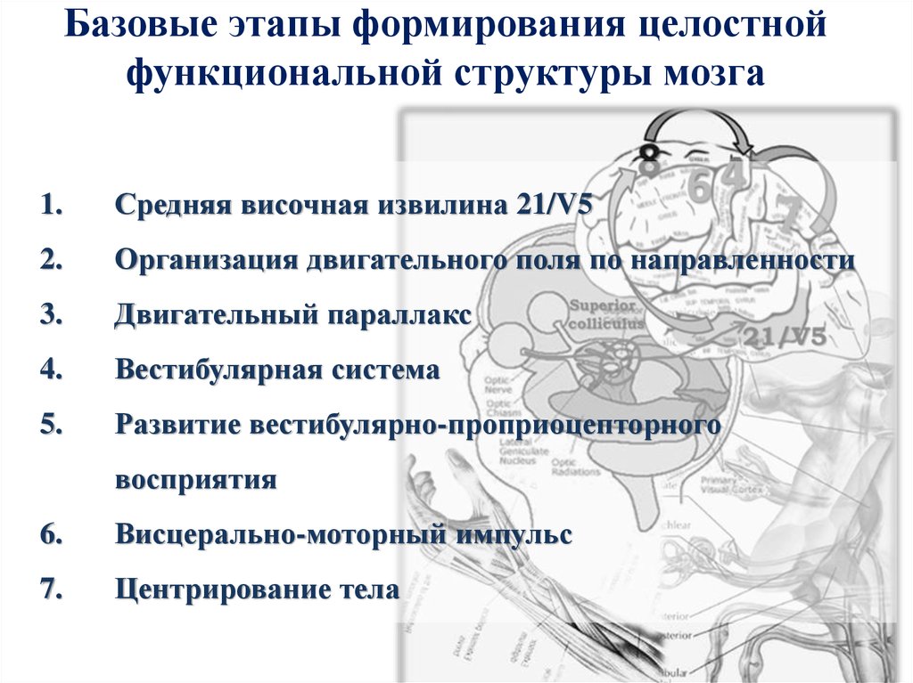 Базовые этапы формирования целостной функциональной структуры мозга