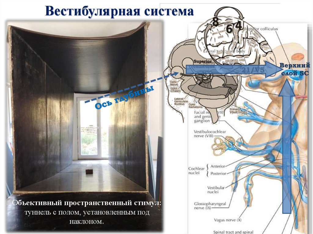 Вестибулярная система