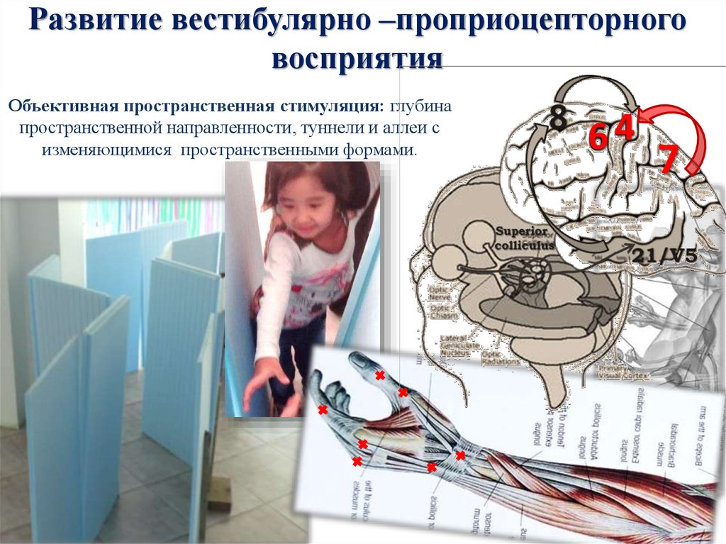 Развитие вестибулярно –проприоцепторного восприятия