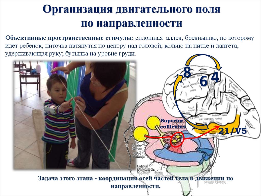 Организация двигательного поля по направленности