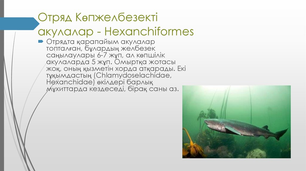 Отряд Көпжелбезекті акулалар - Hexanchiformes