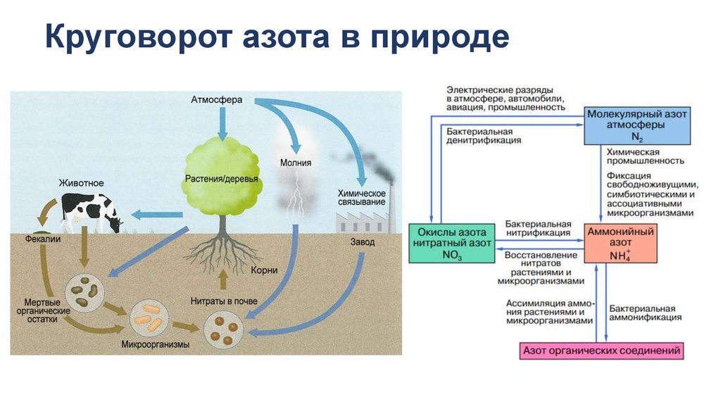 Доклад: Круговорот азота в природе