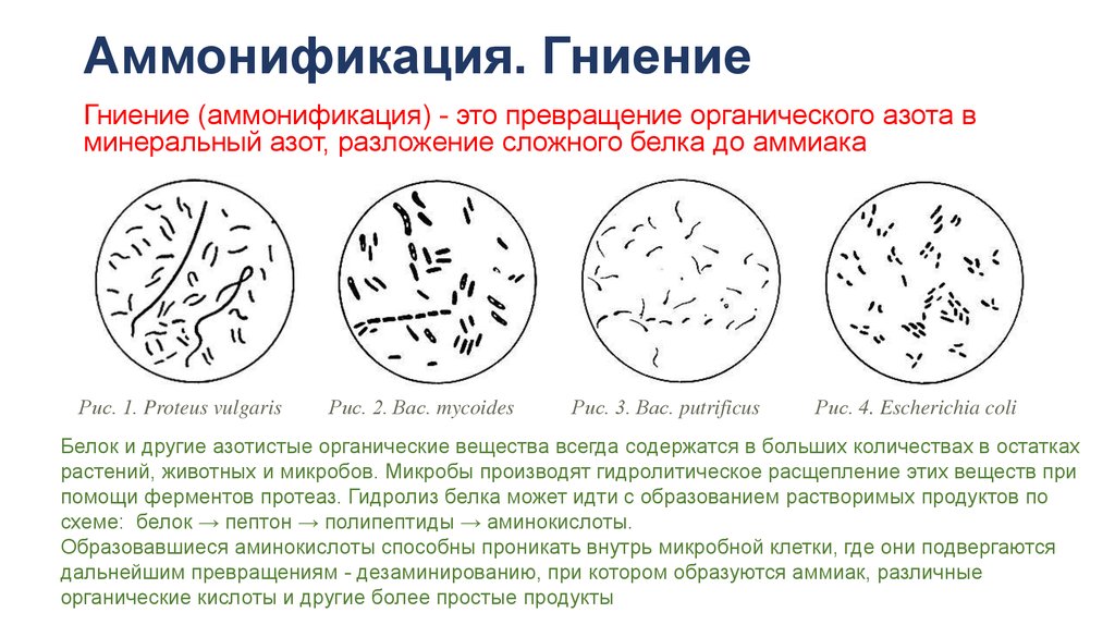 Бактерии гниения рисунок