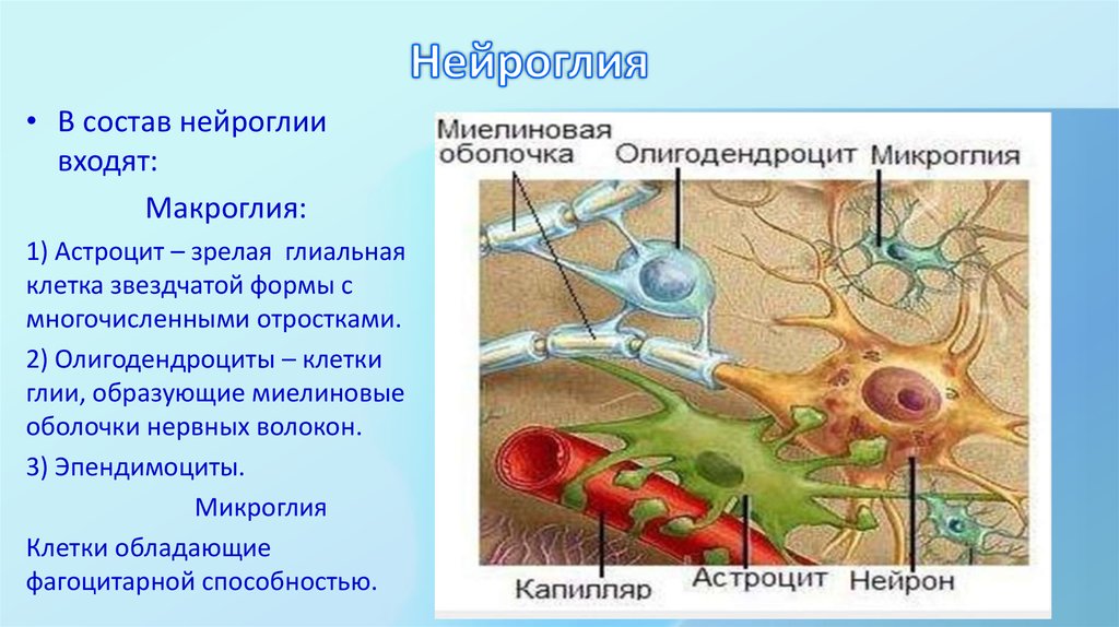 Какая ткань организма человека содержит глиальные клетки. Клетки нейроглии гистология. Строение нейрона глиальные клетки. Строение нейрона и глия. Нервная ткань Нейроны и нейроглия.