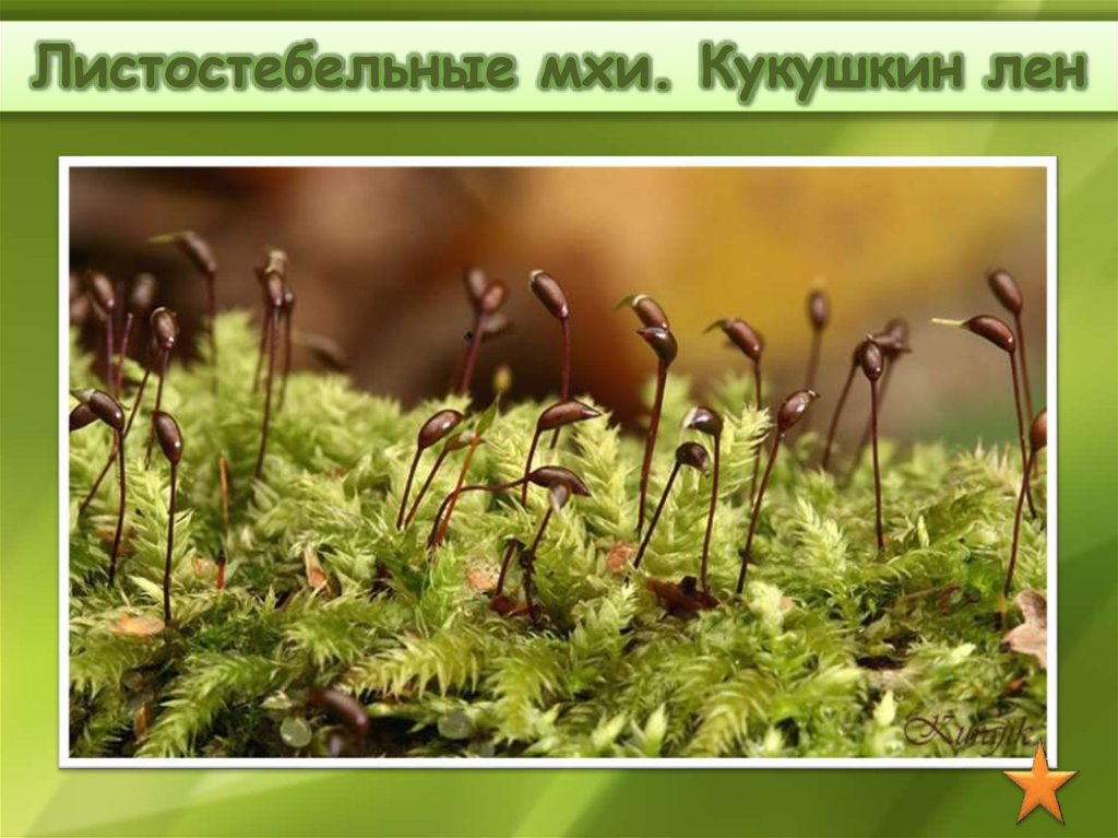 Мох 5. Мох Кукушкин лен. Листостебельные мхи Кукушкин лен. Кукушкин лен листобельнве. Мохообразные Кукушкин лен.