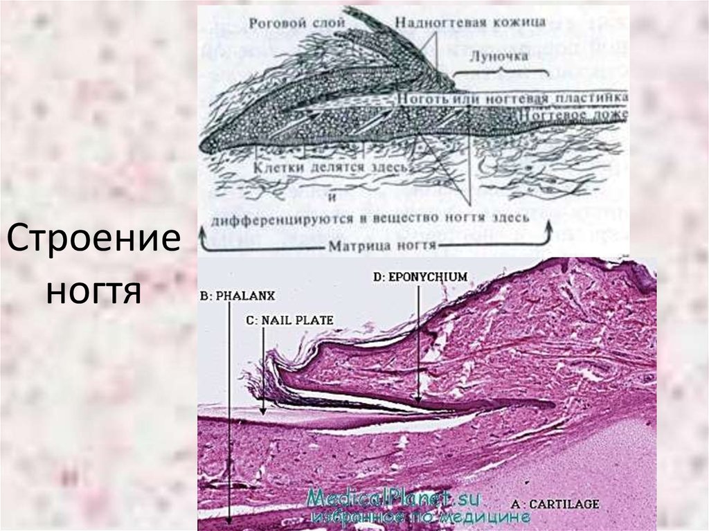 Дорсальный слой. Ногтевая пластина гистологическое строение. Ногтевая пластина строение гистология. Части ногтевой пластинки гистология. Гистологическое строение ногтя.