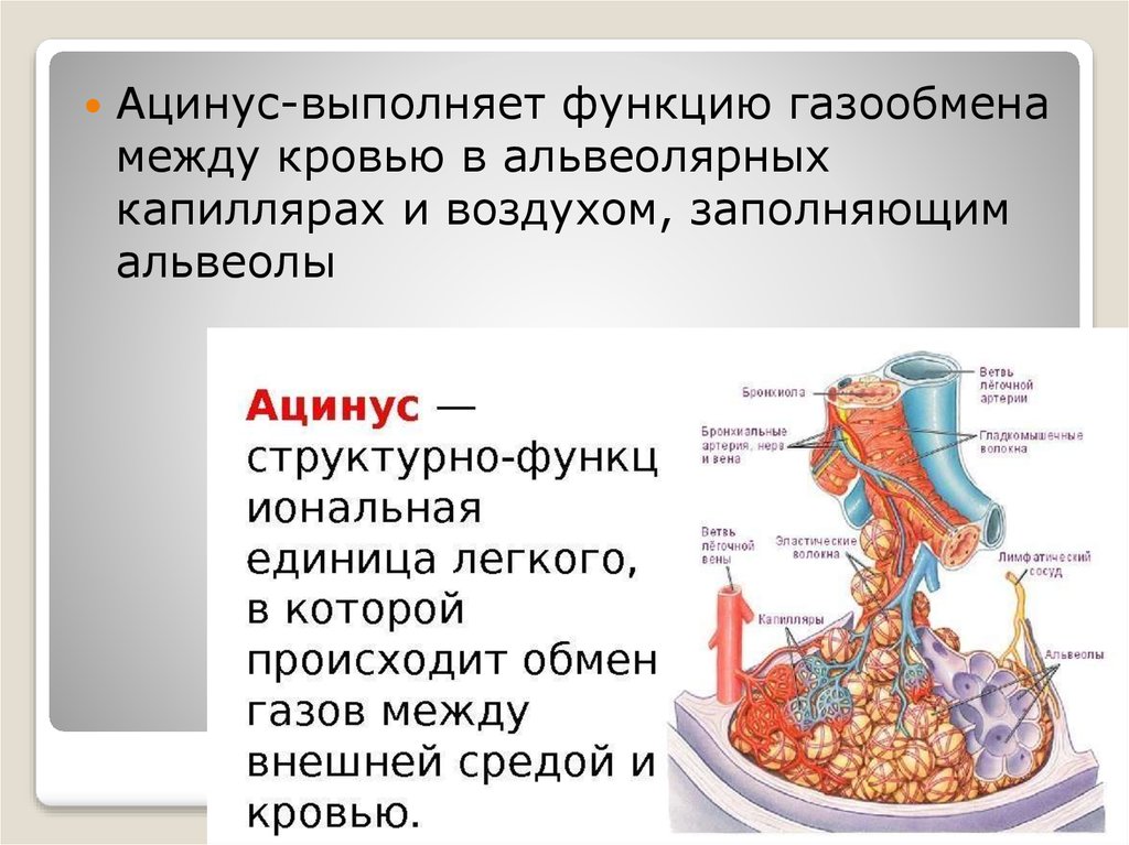 Капилляры и альвеолы легких функции. Ацинус строение и функции анатомия. Структурная единица легкого ацинус. . Строение ацинуса, его функции. Легочные ацинусы строение.