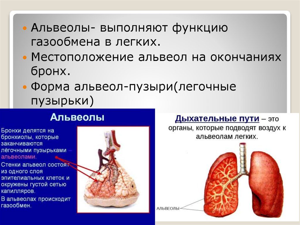 Схема строения ацинуса легкого