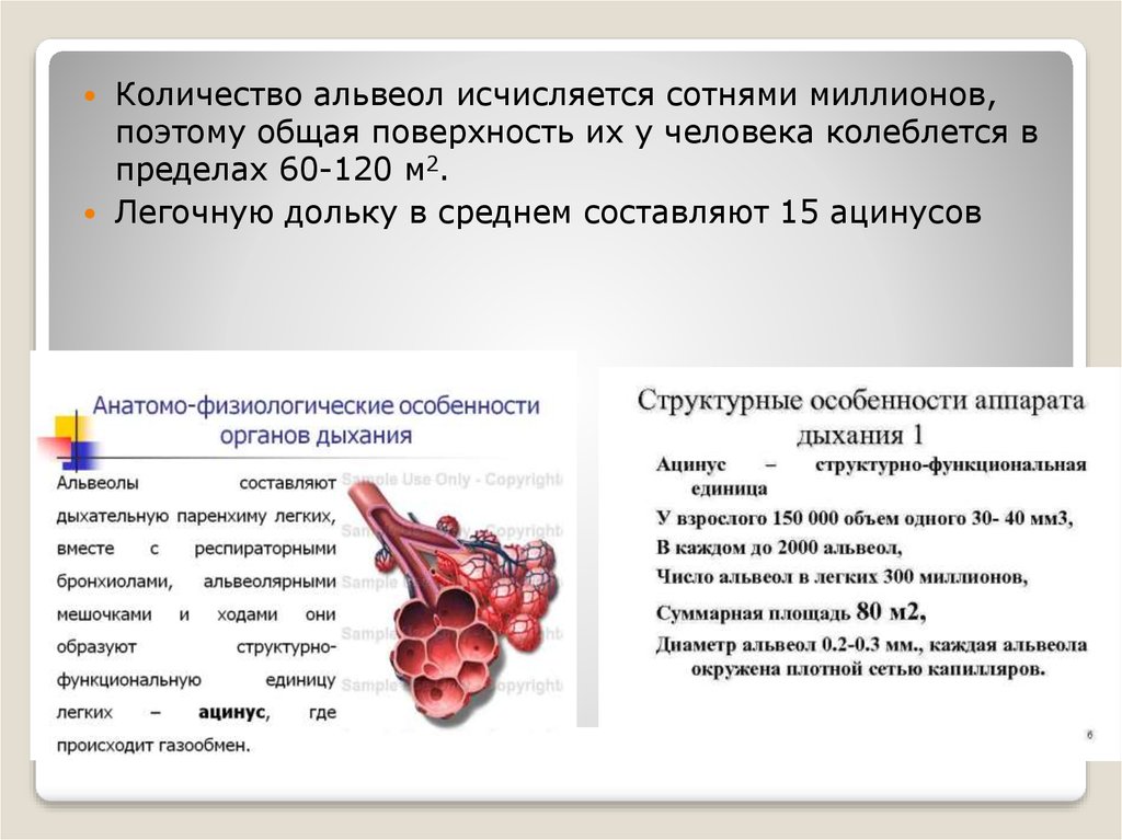Ацинус - презентация онлайн