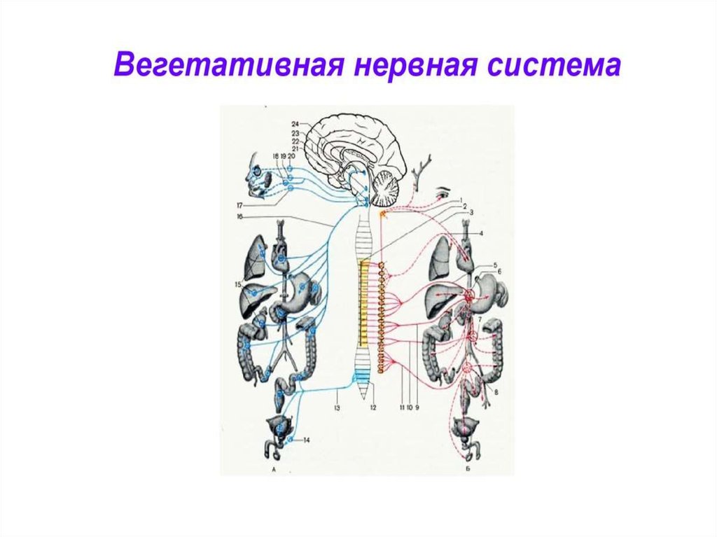 Вегетативная нервная система. Вегетативная нервная система презентация. Вегетативная автономная нервная система презентация. Функции вегетативной нервной системы презентация. Вегетативная НС презентация.