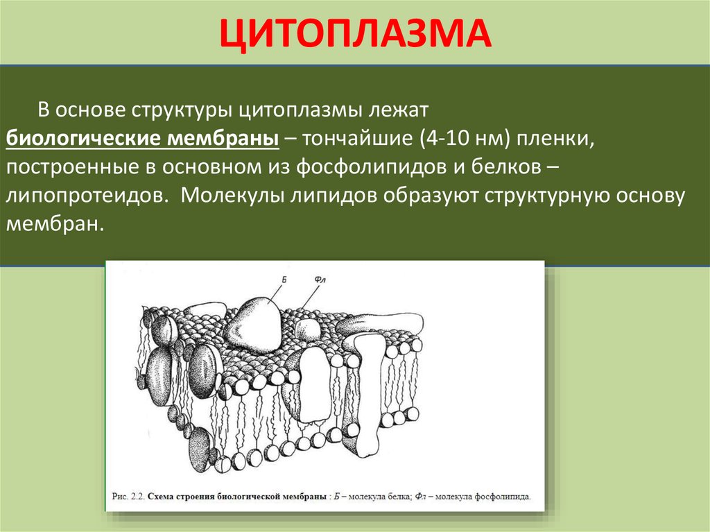 Цитоплазма особенности строения. Строение цитоплазмы. Цитоплазма, ее структурные элементы.. Цитоплазма состоит из структур. Состав цитоплазмы.