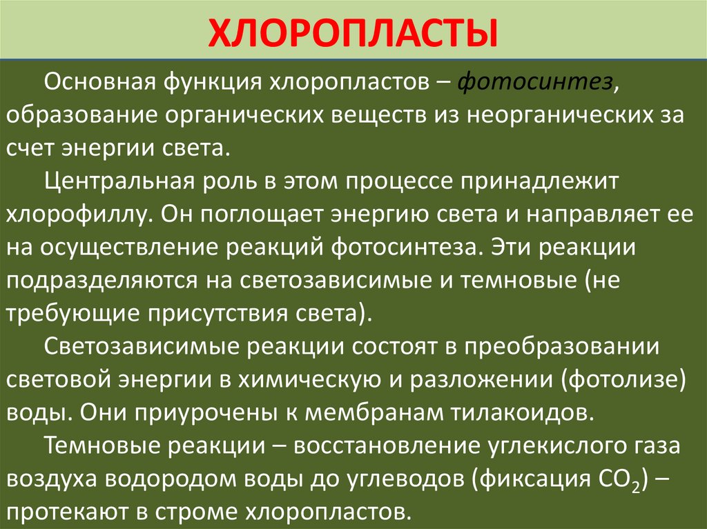 Какое значение клетки. Хлоропласты функции. Особенности хлоропластов. Основные функции хлоропластов. Функции хлоропластов в клетке.