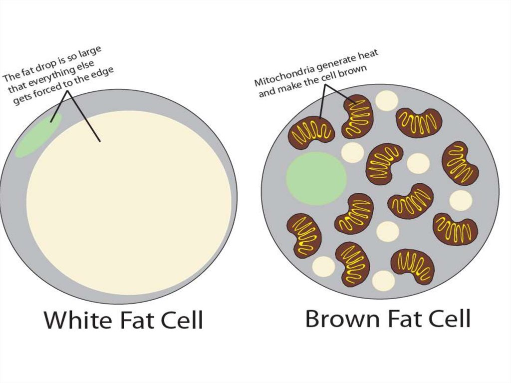 Black white fat. Brown adipose Tissue. Adipose Tissue White and Brown. Brown fat.