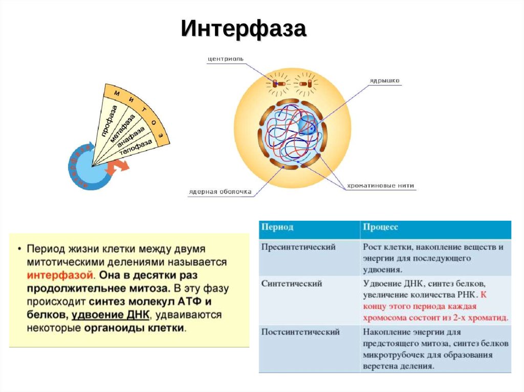 Жизненный цикл клетки состоит из интерфазы