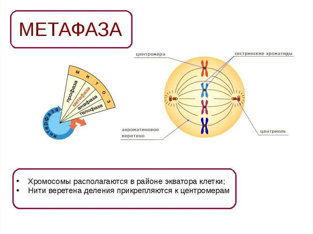 Расхождение центриолей с образованием веретена деления. Метафаза строение. Метафаза нити веретена деления. Строение клетки метафаза. Метафаза Веретено деления.