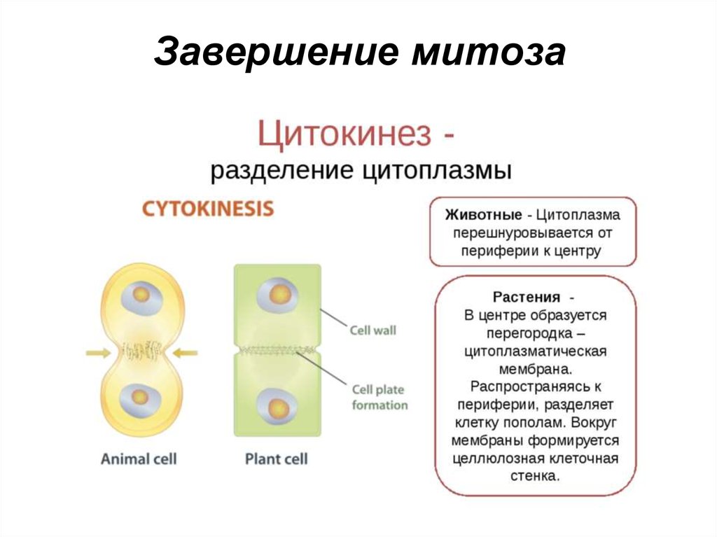 В результате митоза формируется. Фазы митоза кариокинез и цитокинез. Кариокинез и цитокинез фаза амитоз. Биология 9 класс клеточный цикл митоз. Процессы митоза кариокинез и цитокинез.